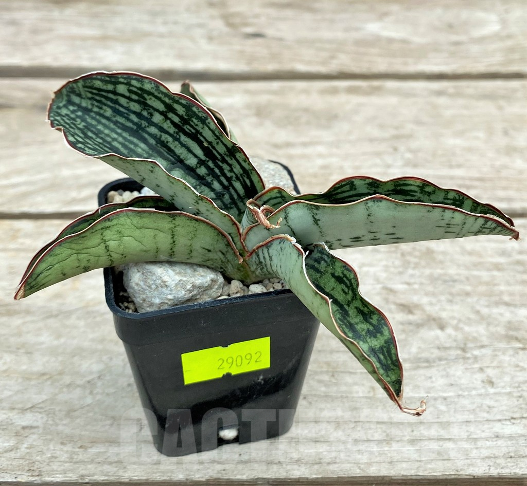 SHPR29092 Sansevieria ‘Cleopatra’ - Image 2