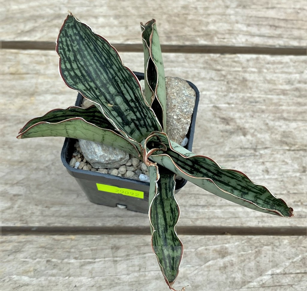 SHPR29092 Sansevieria ‘Cleopatra’ - Image 3