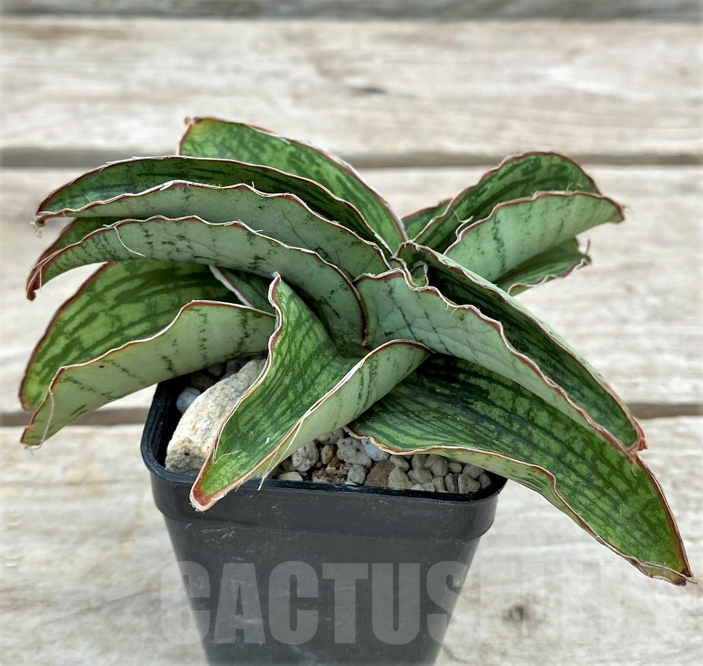 SHPR29093 Sansevieria ‘Cleopatra’