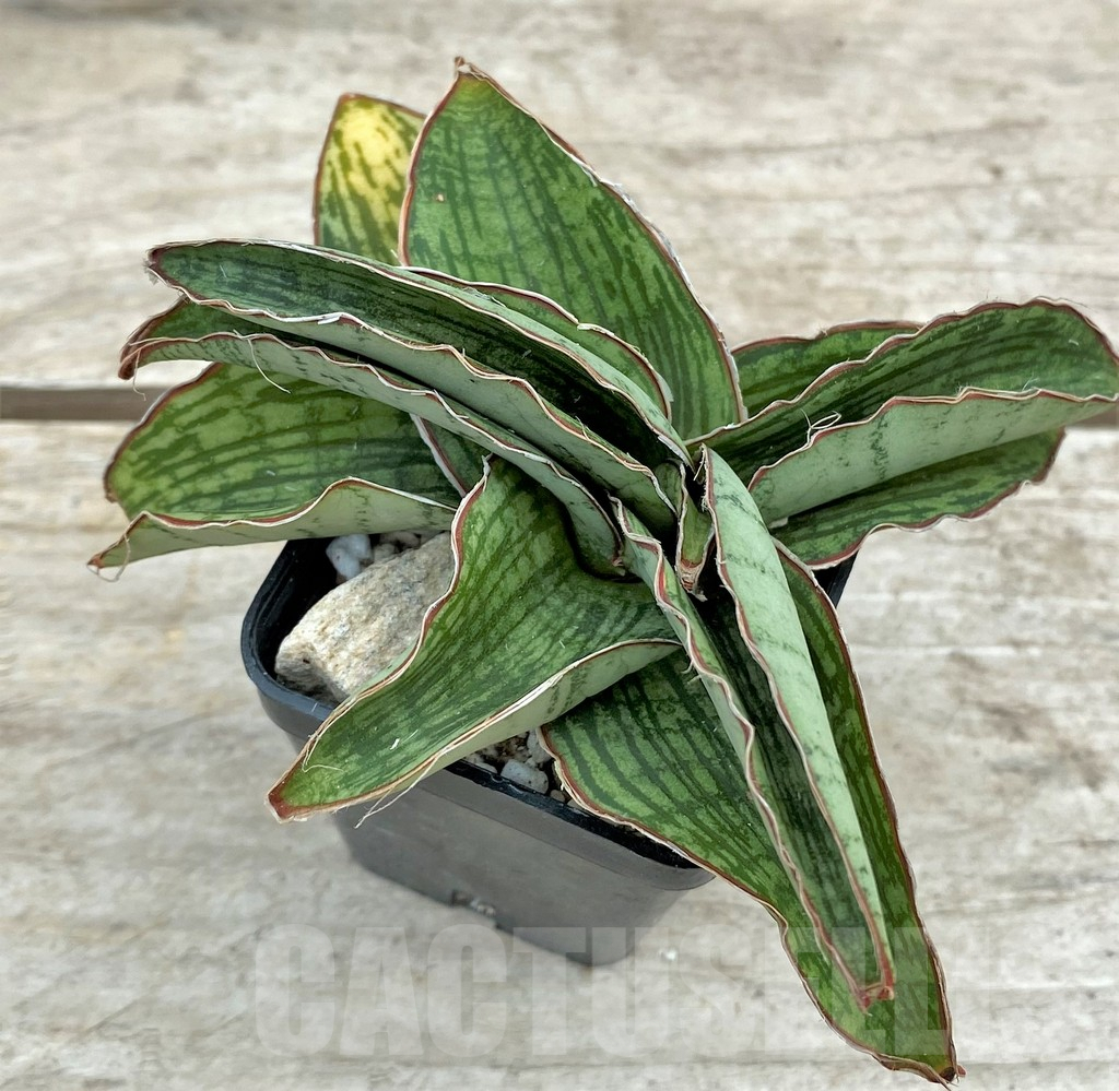 SHPR29093 Sansevieria ‘Cleopatra’ - Image 2