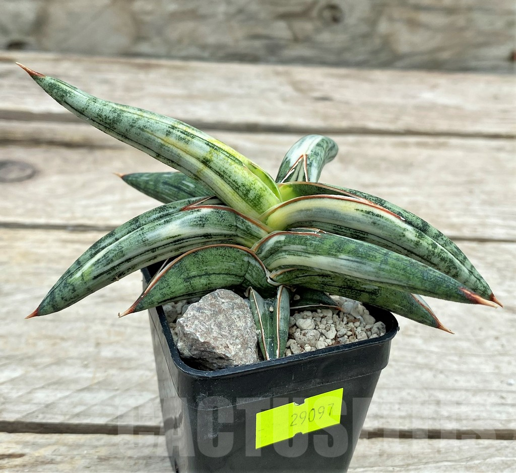 SHPR29097 Sansevieria 'Blue Clone'