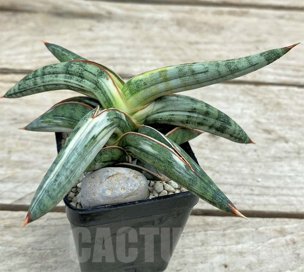 SHPR29097 Sansevieria 'Blue Clone' - Image 2