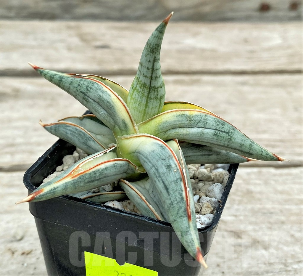 SHPR29098 Sansevieria 'Blue Clone' - immagine 2