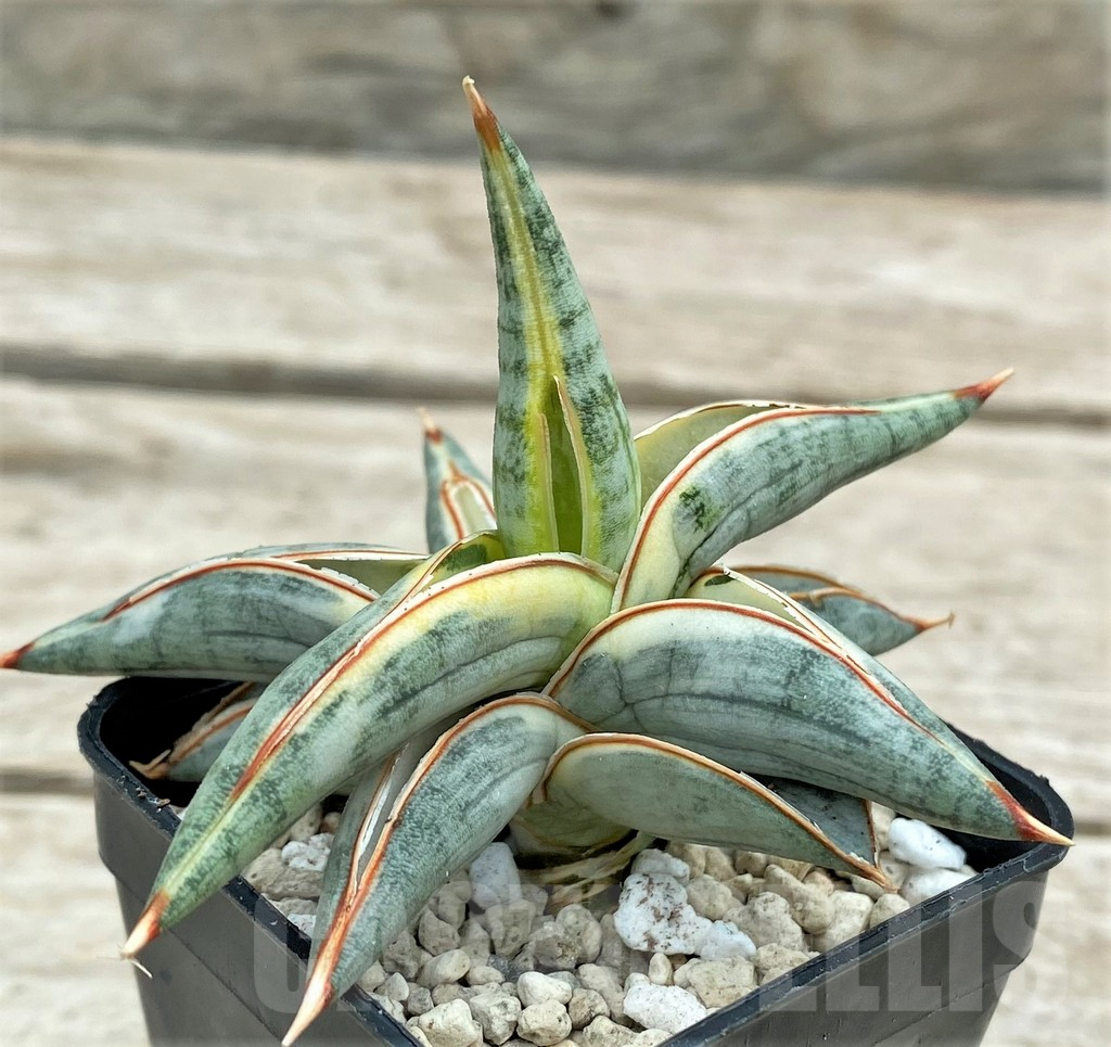 SHPR29098 Sansevieria 'Blue Clone'