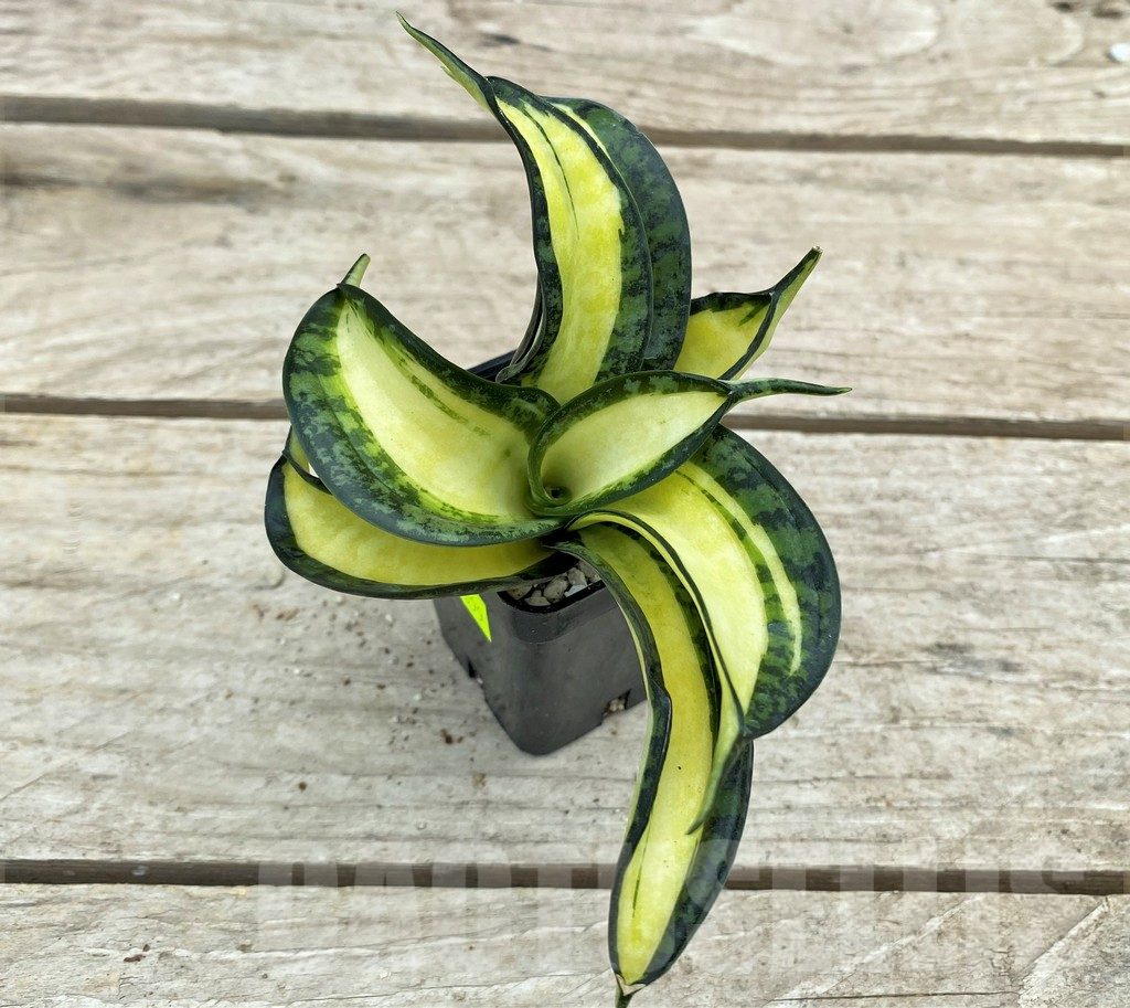 SHPR29099 Sansevieria 'Golden Wendy' - immagine 2