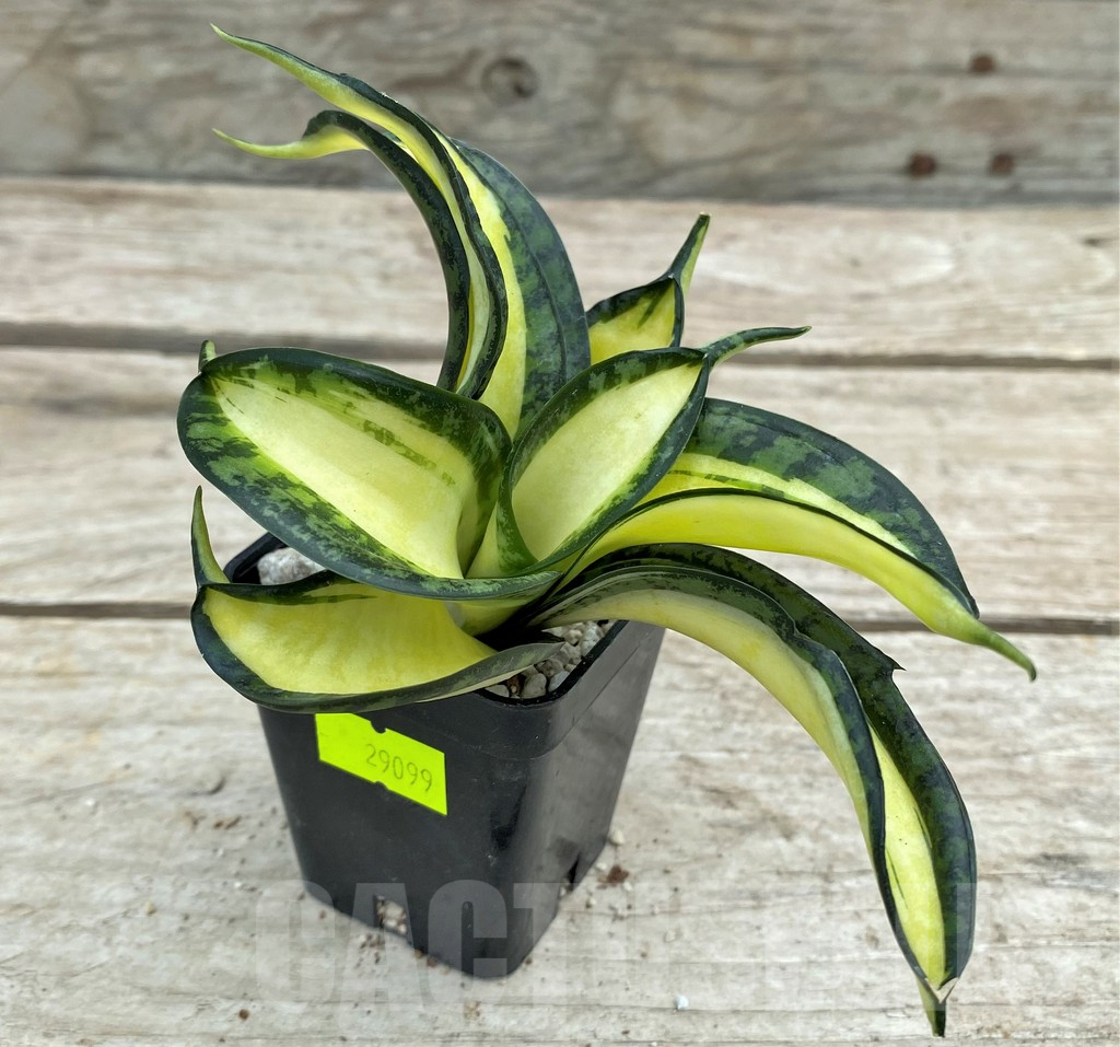 SHPR29099 Sansevieria 'Golden Wendy'