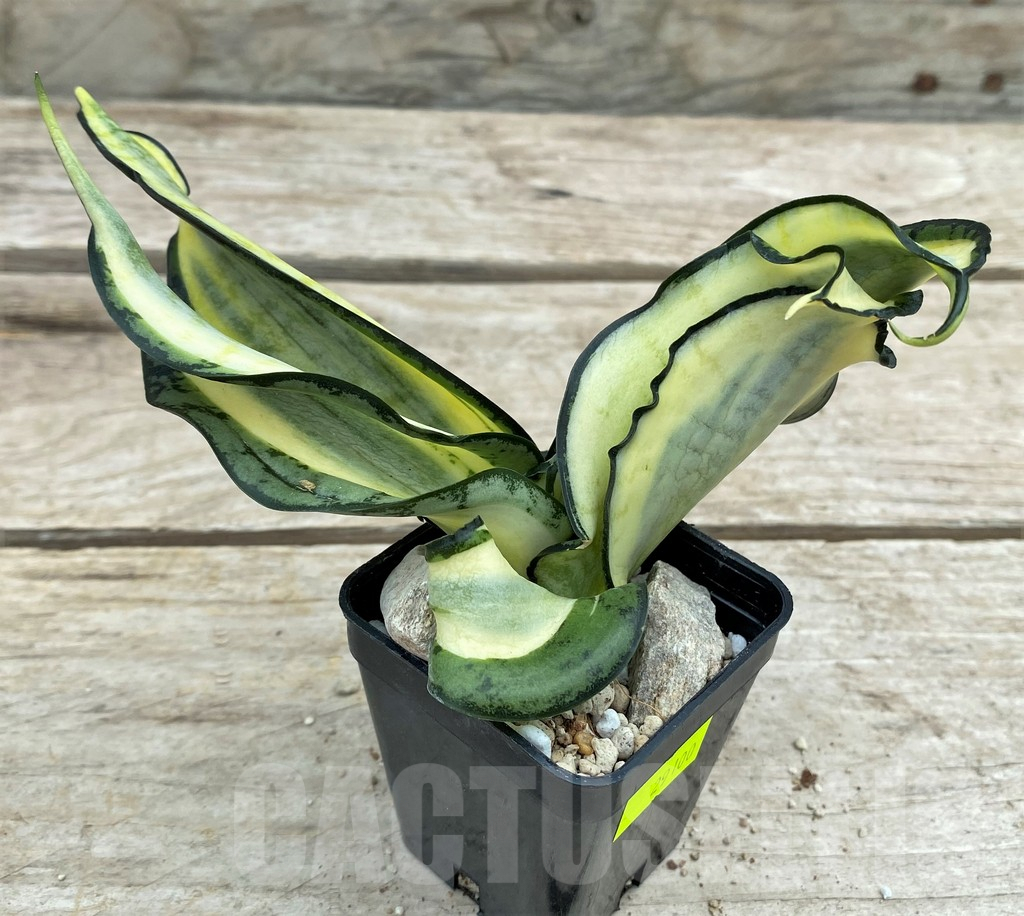 SHPR29100 Sansevieria 'Golden Wendy'