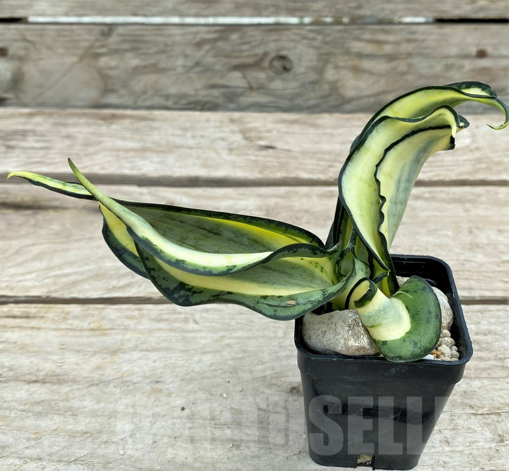 SHPR29100 Sansevieria 'Golden Wendy' - Image 2