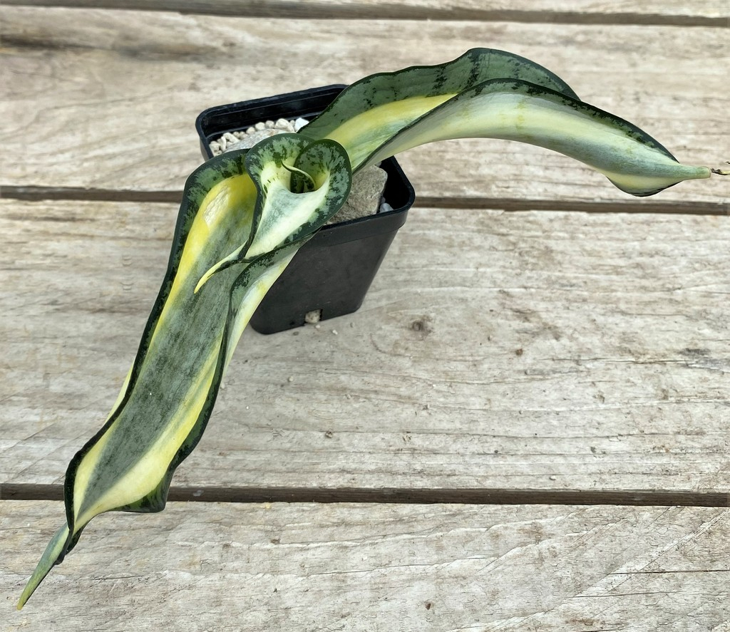 SHPR29101 Sansevieria 'Golden Wendy' - Image 2