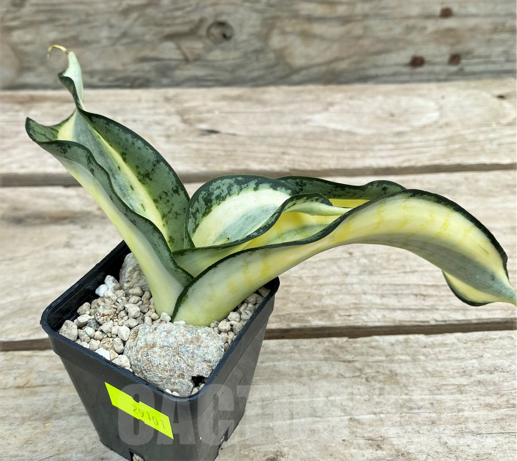 SHPR29101 Sansevieria 'Golden Wendy'