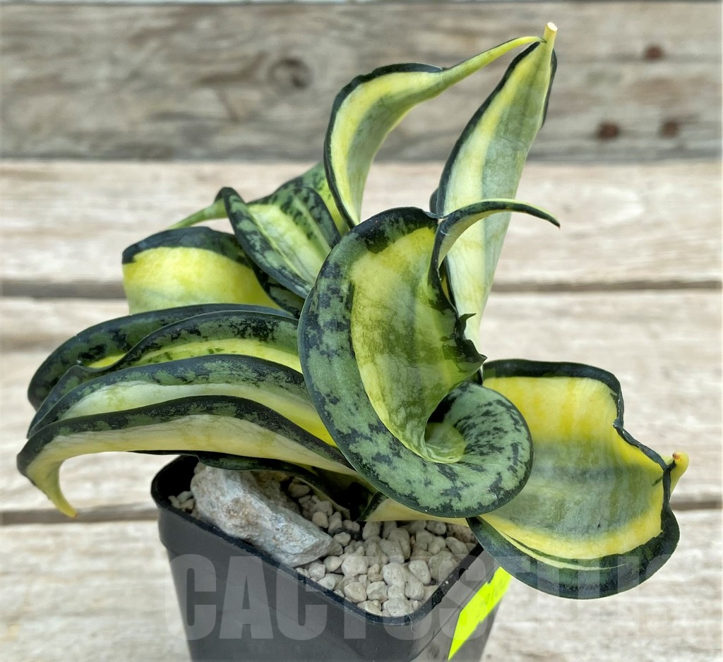 SHPR29102 Sansevieria 'Golden Wendy'