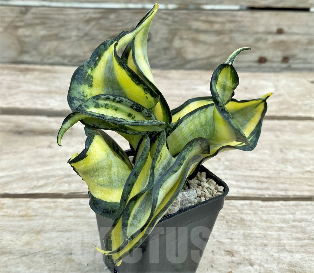 SHPR29102 Sansevieria 'Golden Wendy' - Image 2