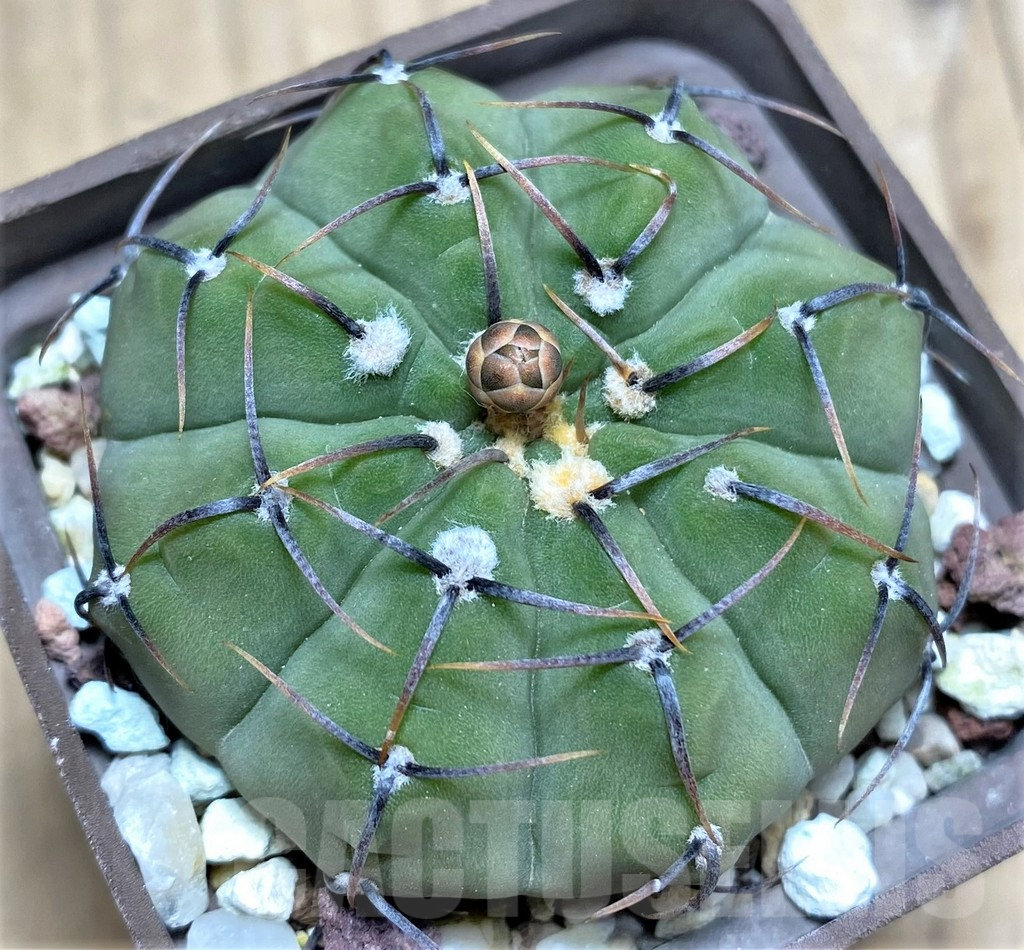 SHPR29155 Gymnocalycium vatteri