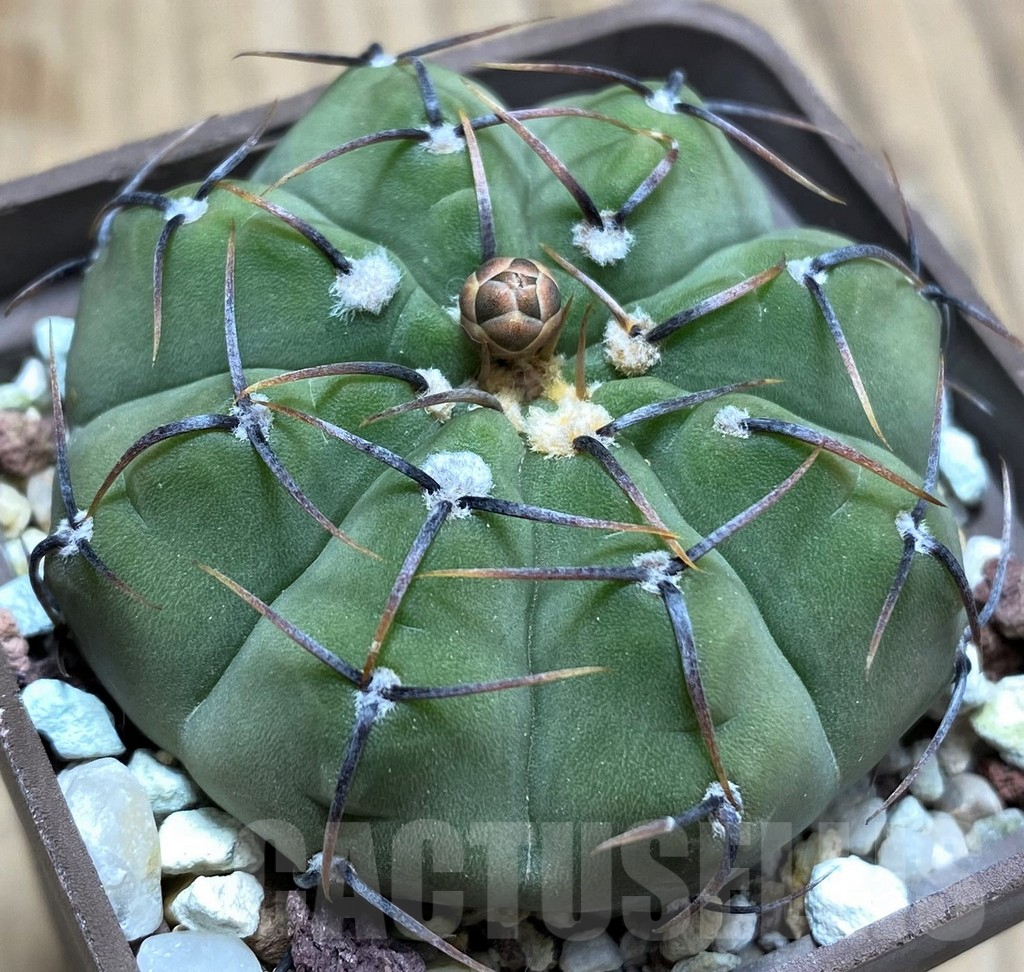 SHPR29155 Gymnocalycium vatteri - Зображення 2