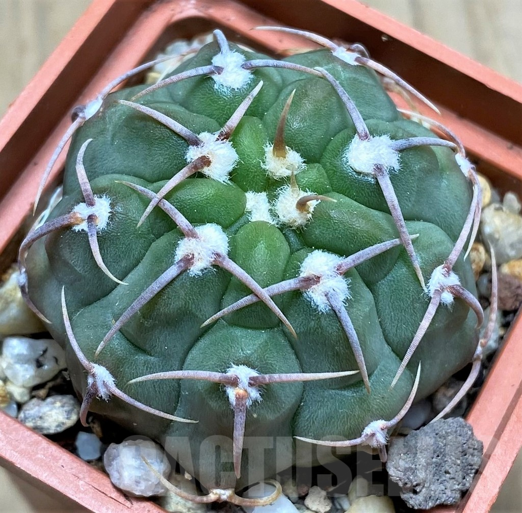 SHPR29158 Gymnocalycium vatteri
