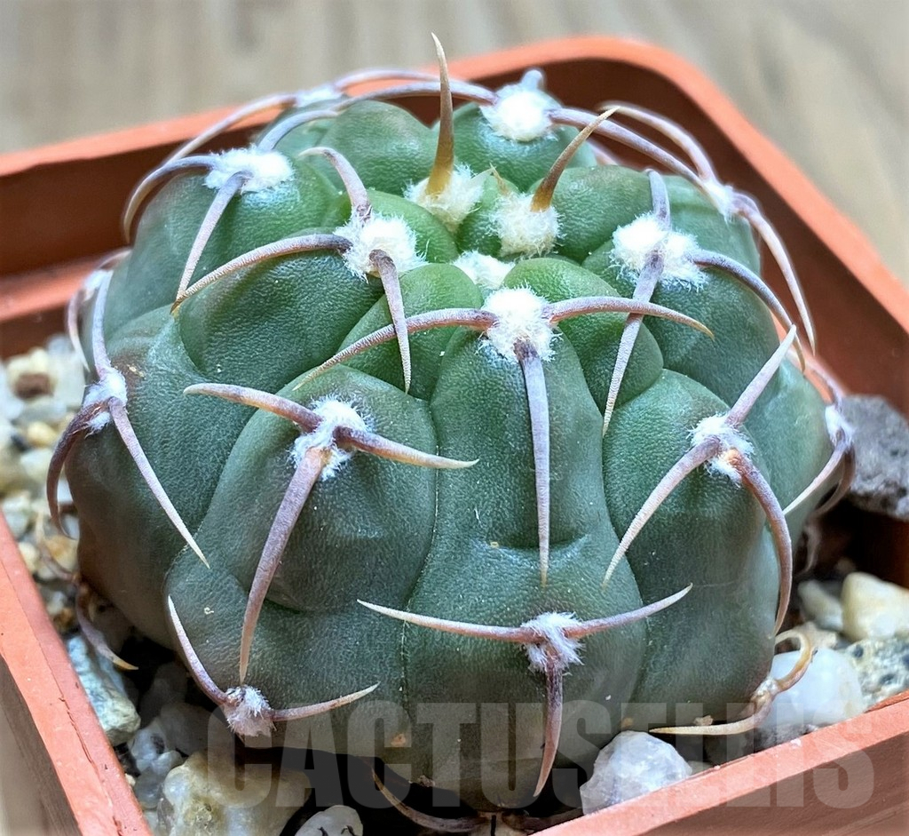 SHPR29158 Gymnocalycium vatteri - Зображення 3