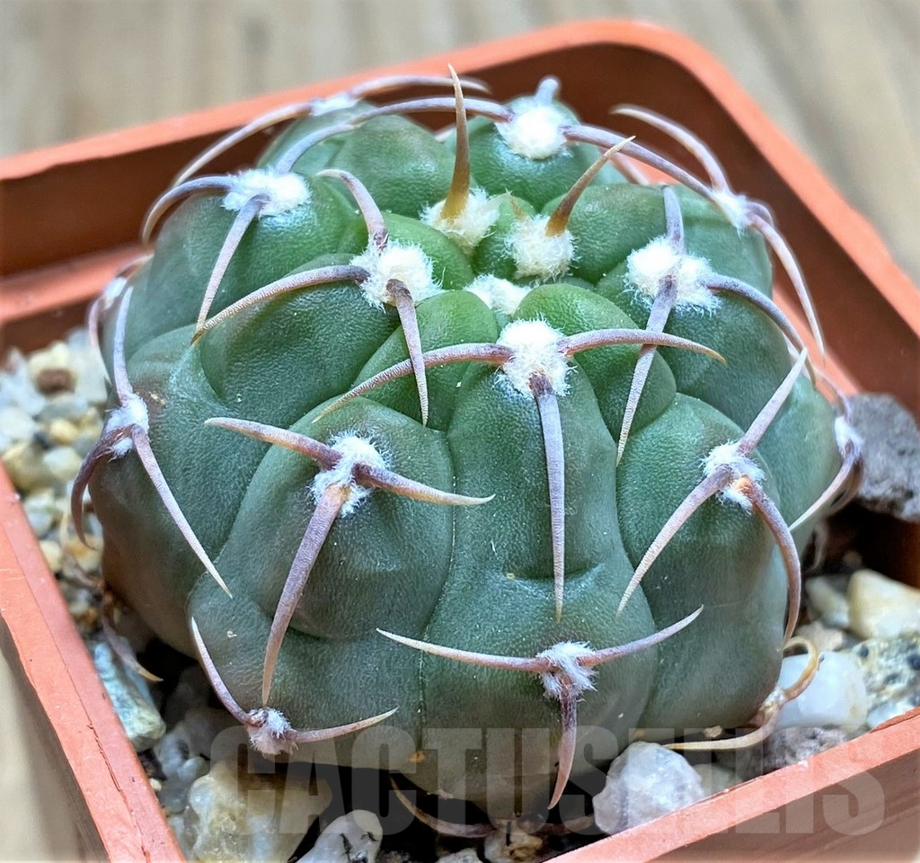 SHPR29158 Gymnocalycium vatteri - Зображення 2