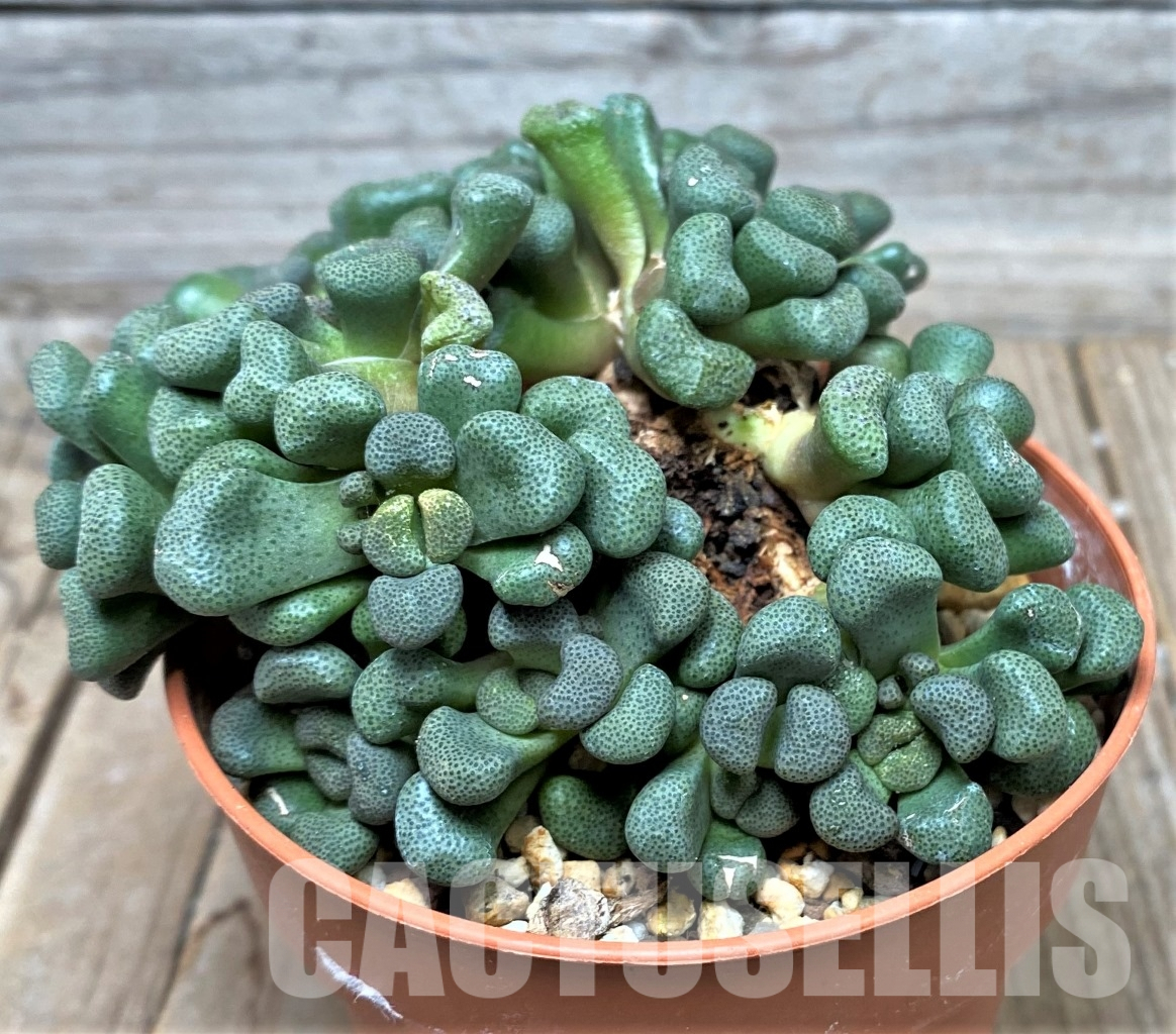 LOT711 100 SEEDS Aloinopsis schooneesii 2024