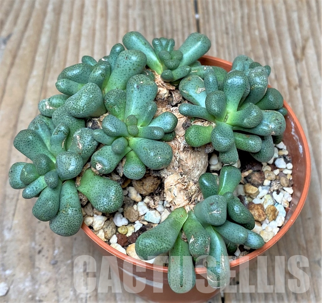 LOT711 100 SEEDS Aloinopsis schooneesii 2024 - Image 2