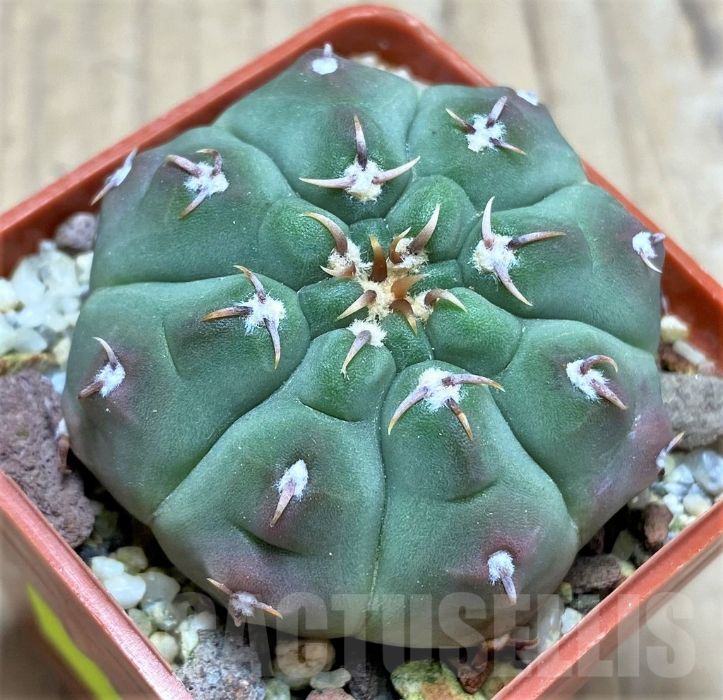 SHPR29161 Gymnocalycium vatteri v. unguispinum
