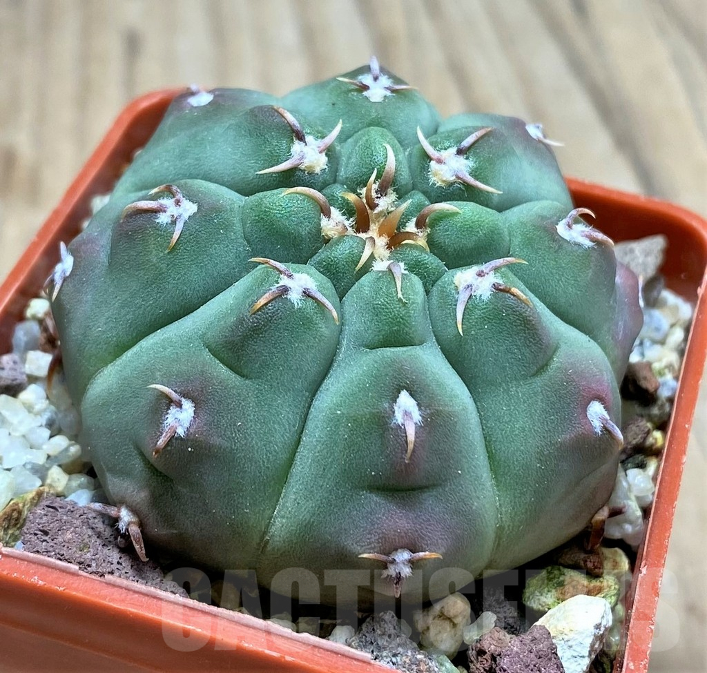 SHPR29161 Gymnocalycium vatteri v. unguispinum - Зображення 2