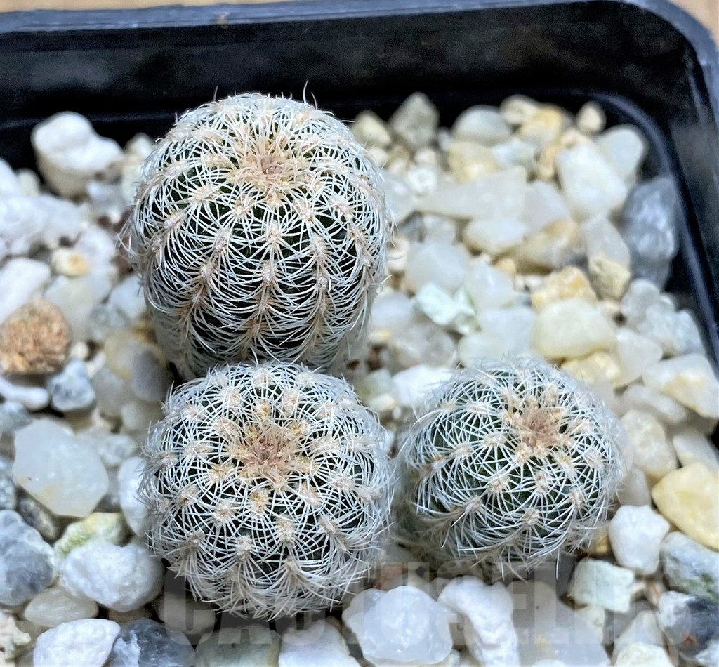 SHPR29178 Gymnocalycium bruchii v. pawlovskyi GN 1626/4901, 3 plants