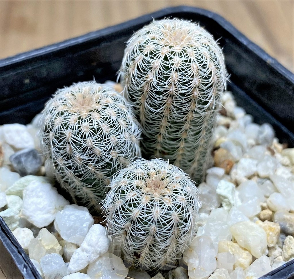 SHPR29178 Gymnocalycium bruchii v. pawlovskyi GN 1626/4901, 3 plants - Image 2