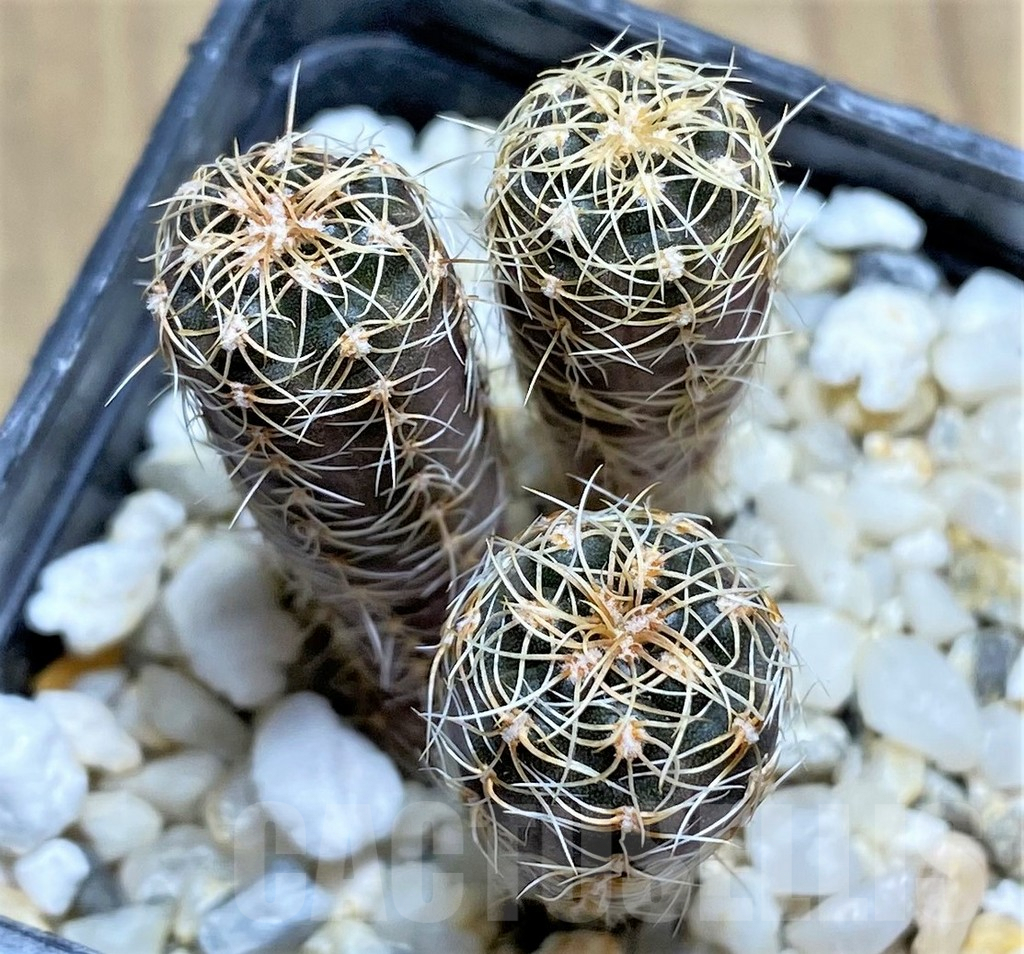 SHPR29184 Gymnocalycium carolinense subs. fedjukinii VG 966, 3 plants