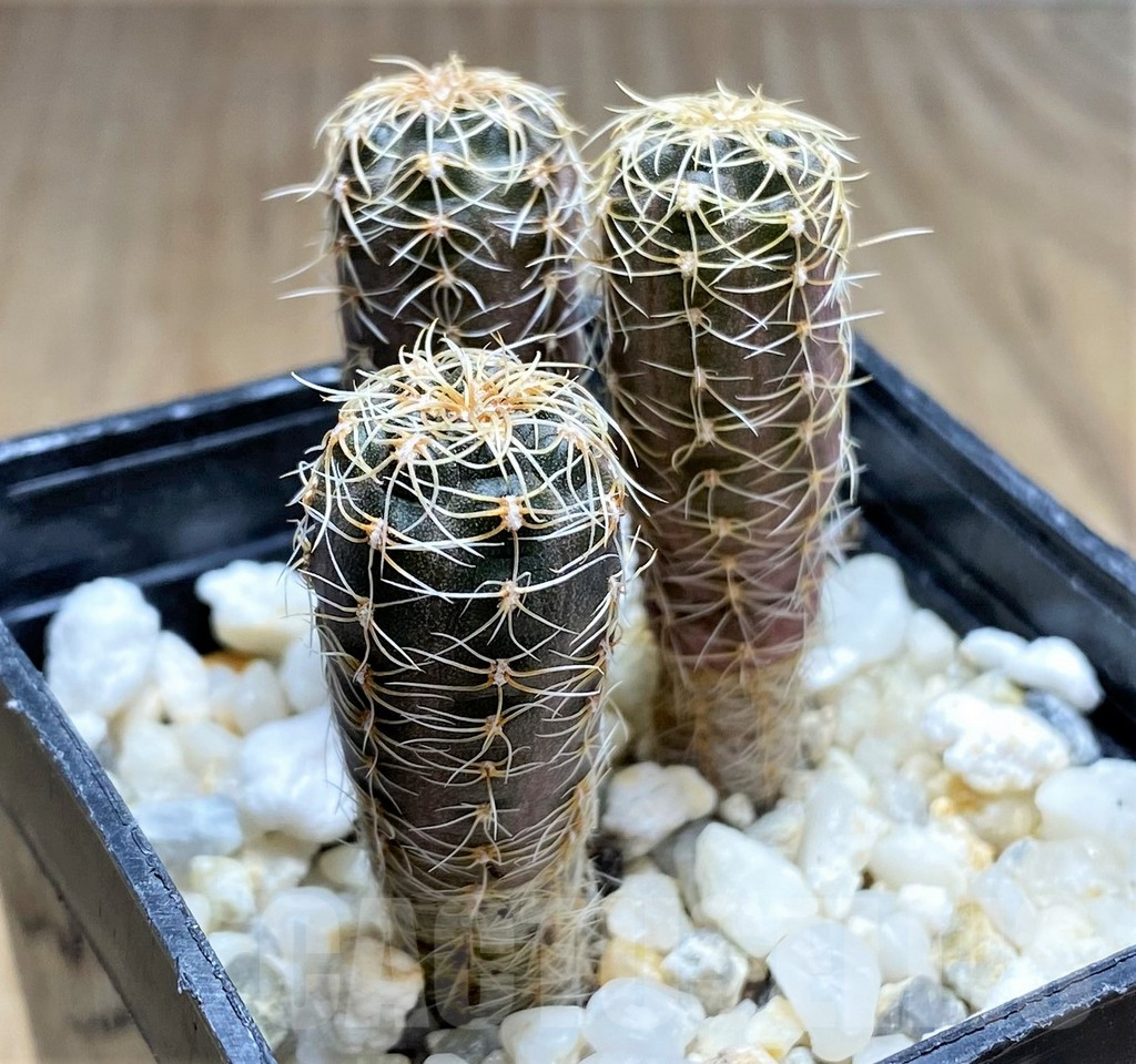 SHPR29184 Gymnocalycium carolinense subs. fedjukinii VG 966, 3 plants - Image 2