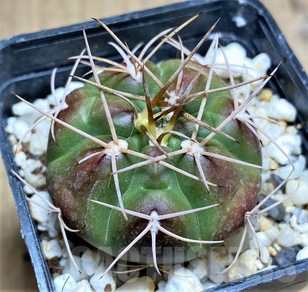 SHPR29189 Gymnocalycium eurypleurum VOS 01-04