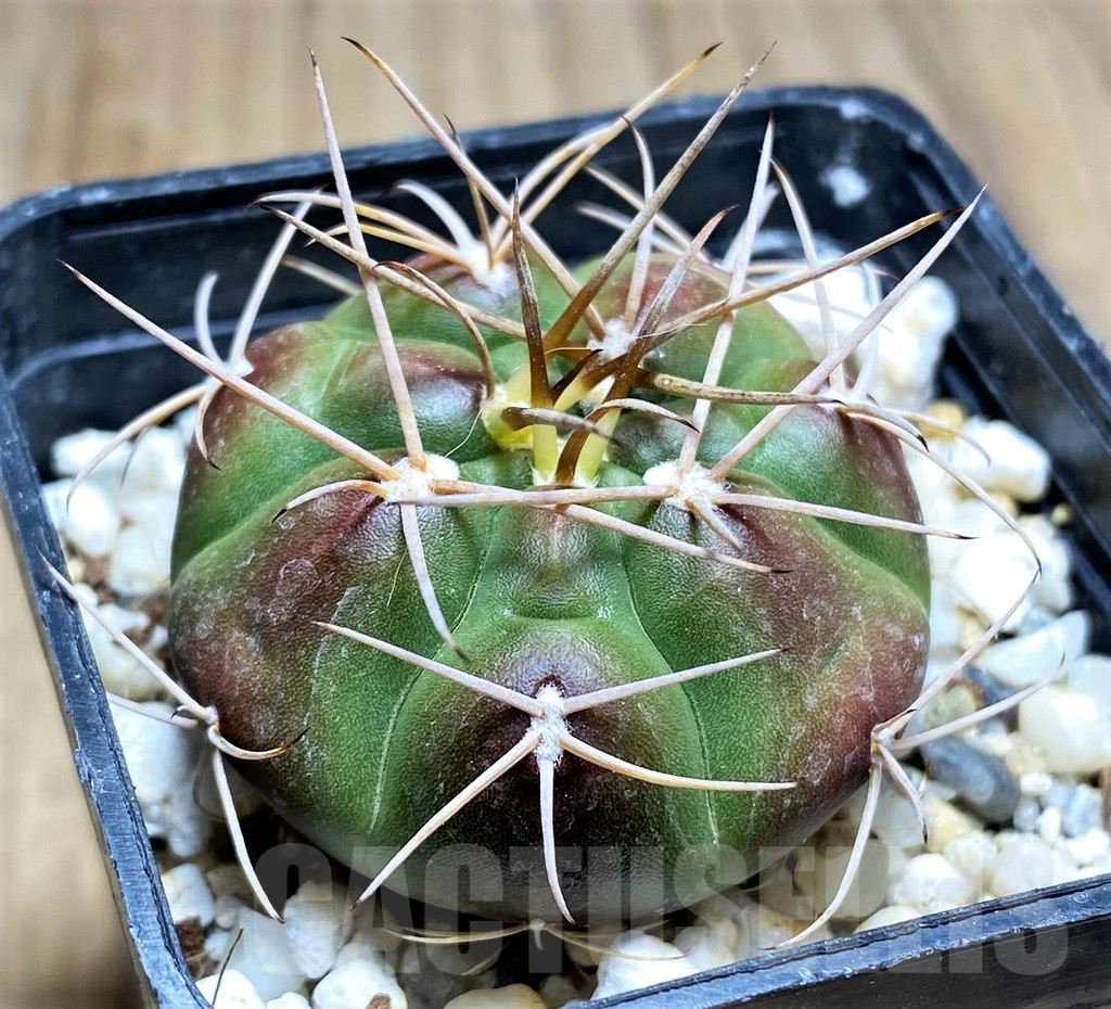 SHPR29189 Gymnocalycium eurypleurum VOS 01-04 - Image 2