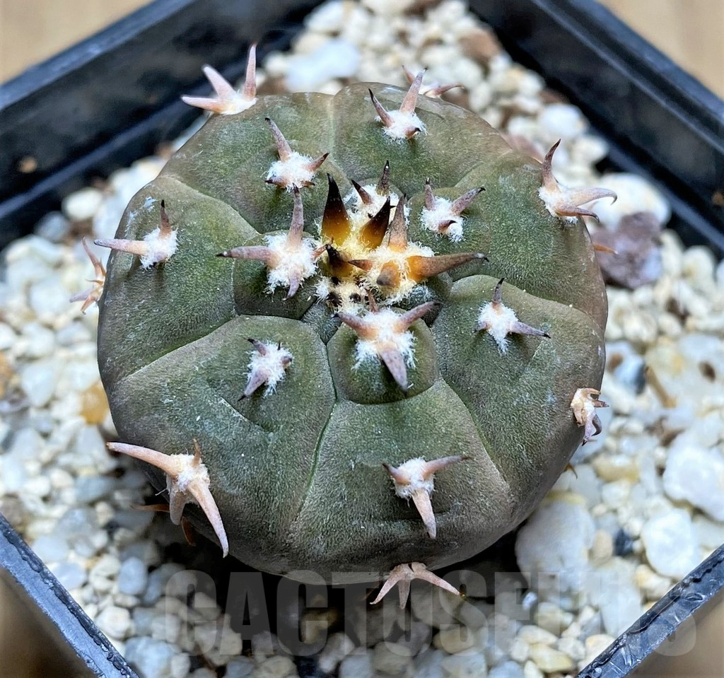 SHPR29191 Gymnocalycium spegazzinii v. unguispinum
