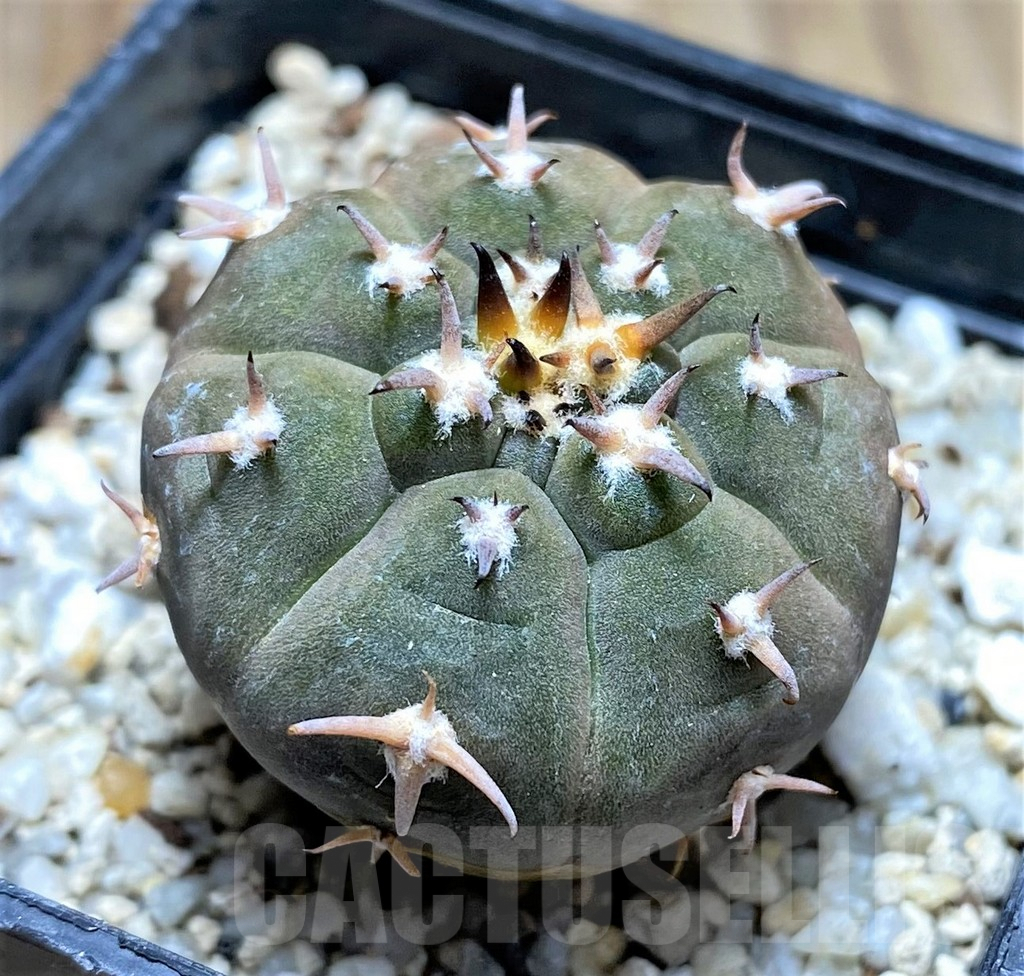 SHPR29191 Gymnocalycium spegazzinii v. unguispinum - Imagen 2