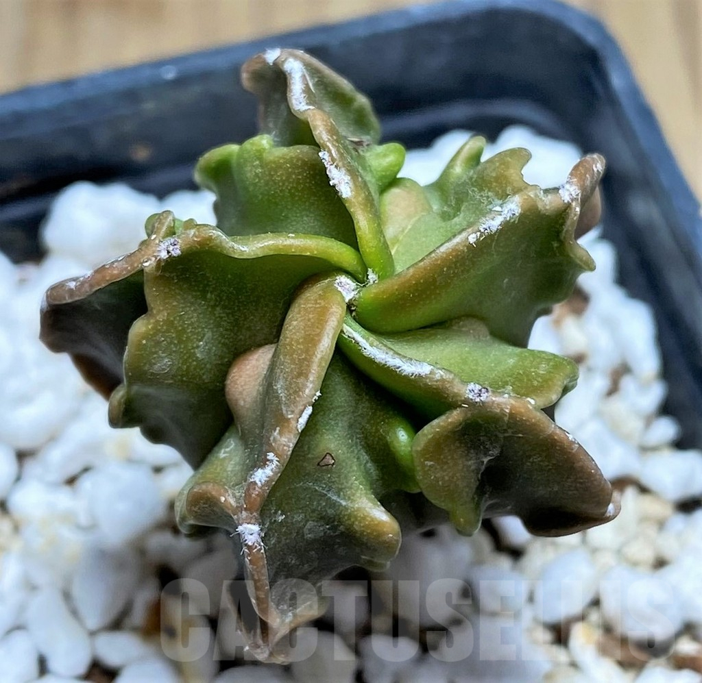 SHPR29199 Astrophytum myriostigma 'Fukuryu' - Imagen 2