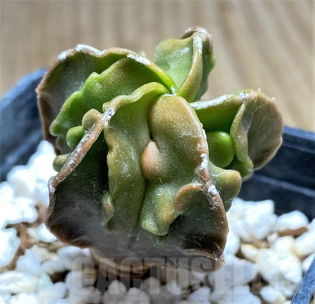 SHPR29199 Astrophytum myriostigma 'Fukuryu'