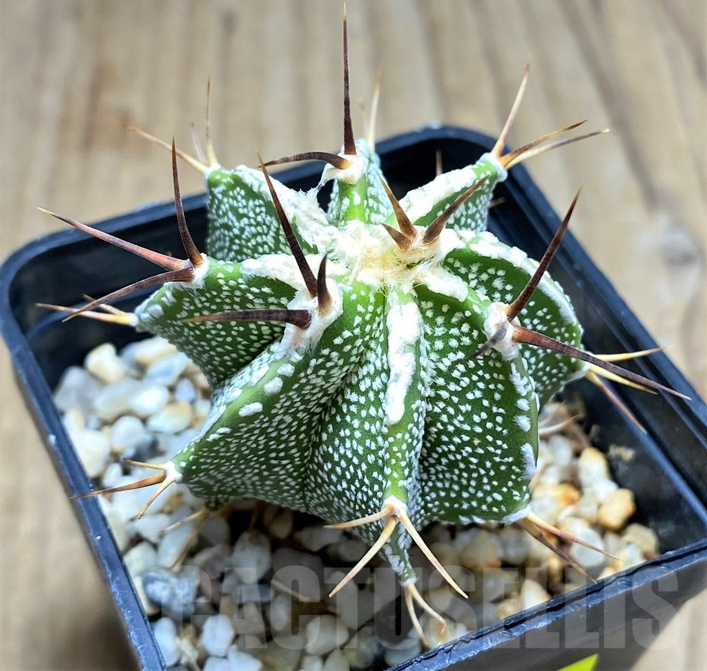 SHPR29201 Astrophytum ornatum hybrid