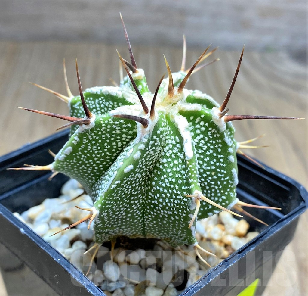SHPR29201 Astrophytum ornatum hybrid - Imagen 2