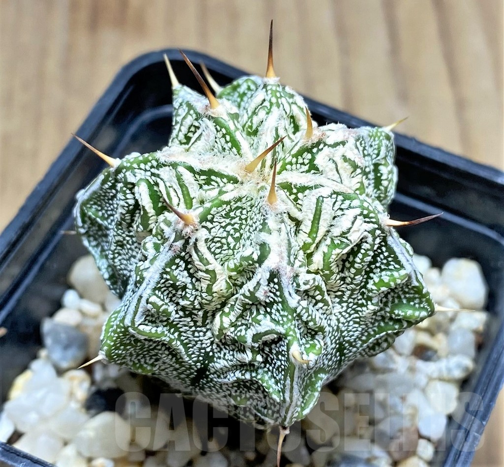 SHPR29203 Astrophytum ornatum 'Fukuryu' - Imagen 2