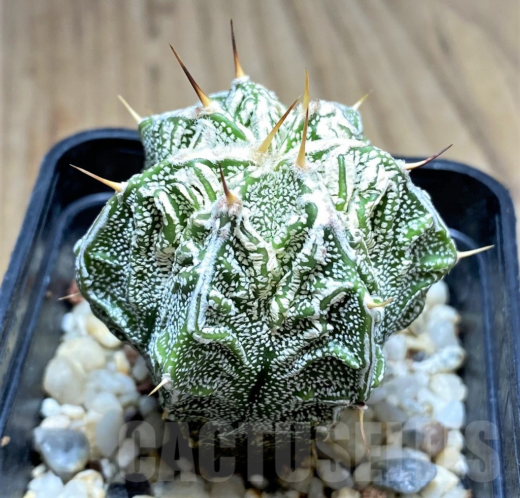 SHPR29203 Astrophytum ornatum 'Fukuryu' - Imagen 3