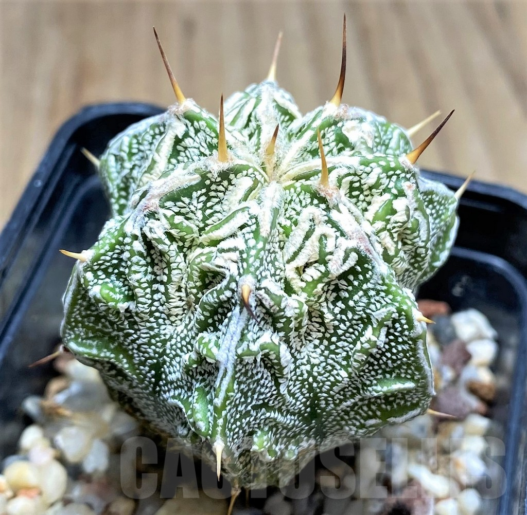 SHPR29203 Astrophytum ornatum 'Fukuryu'