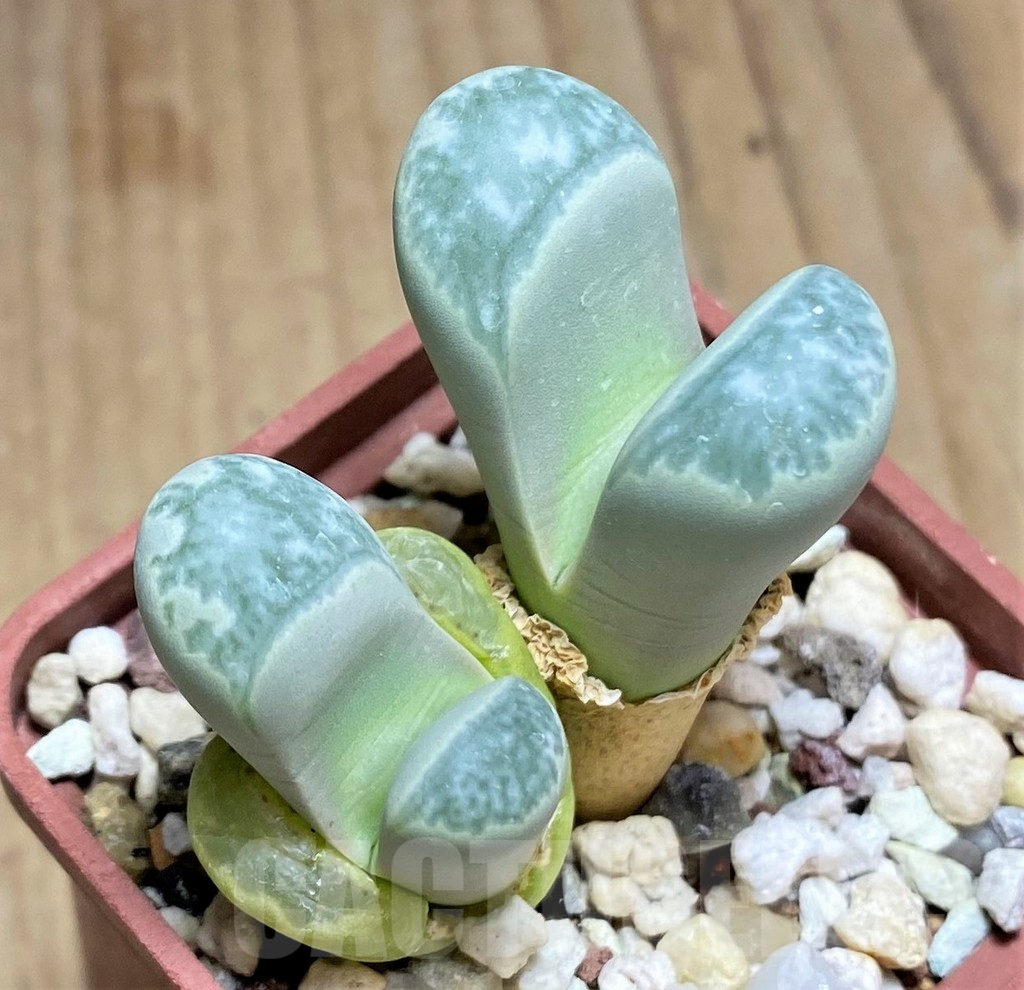 SHPR29311 Lithops helmutii