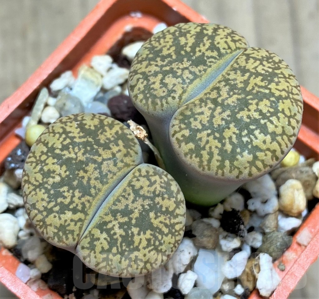 SHPR29312 Lithops lesliei v. hornii C364 -Kimberley-