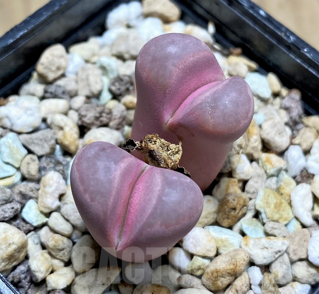 SHPR29313 Lithops optica 'Rubra'