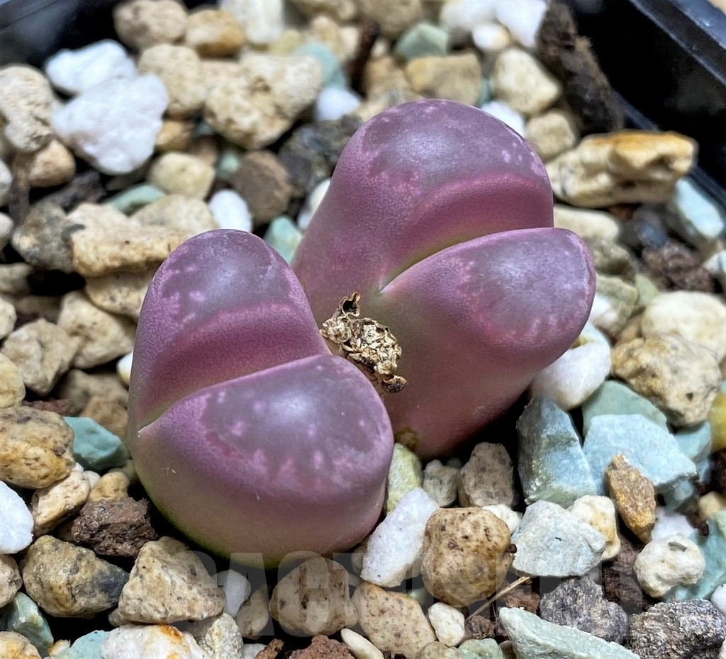 SHPR29314 Lithops optica 'Rubra'