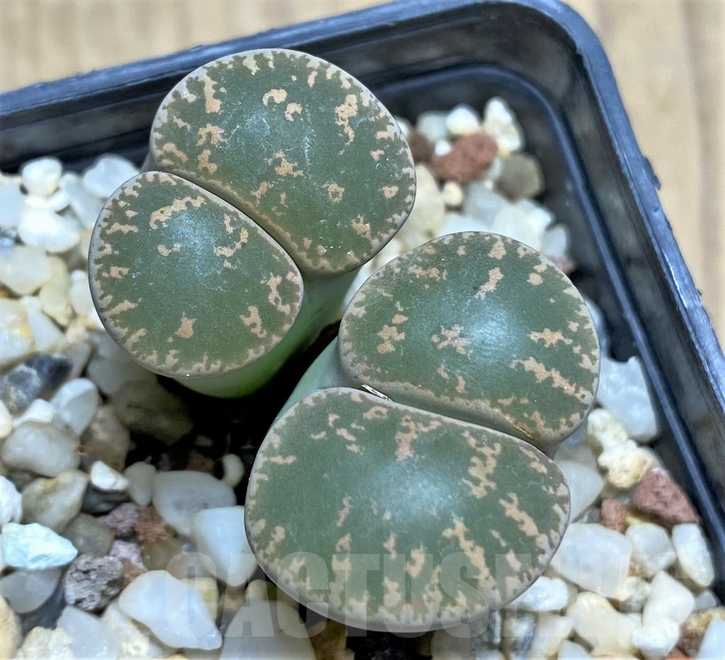 SHPR29316 Lithops lesliei Pietersburg form F112E