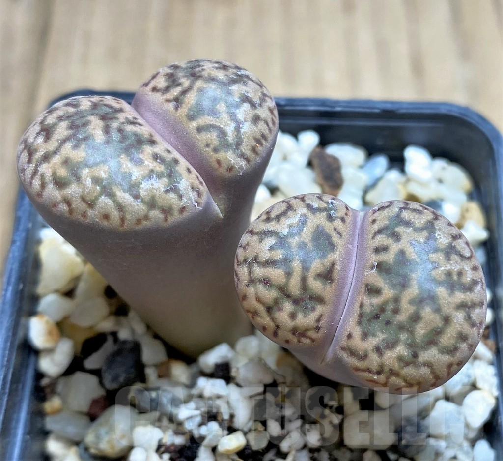 SHPR29318 Lithops bromfieldii v. insularis