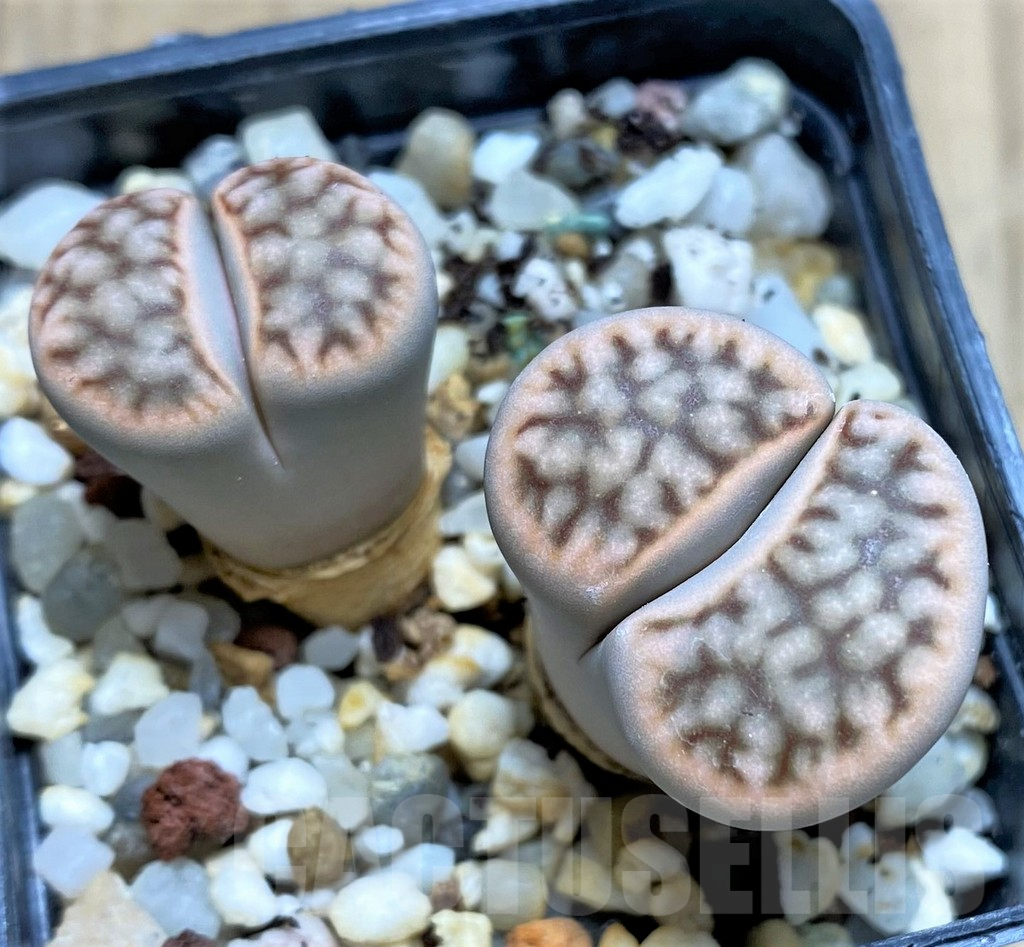 SHPR29320 Lithops karasmontana