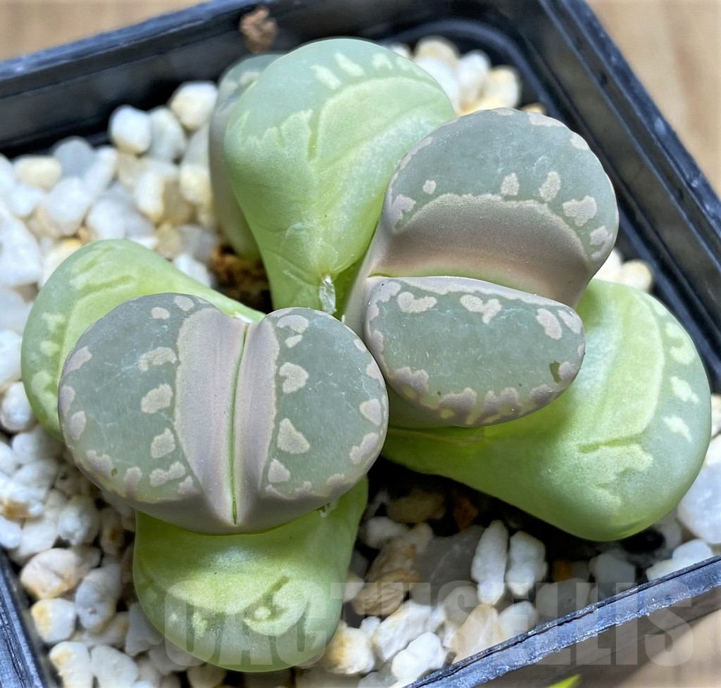 SHPR29324 Lithops otzeniana