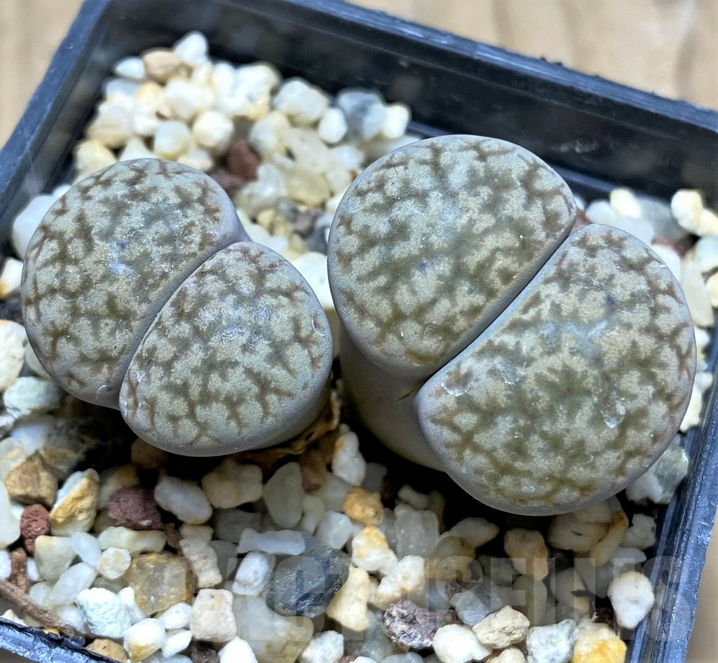 SHPR29325 Lithops hookeri v. dabneri
