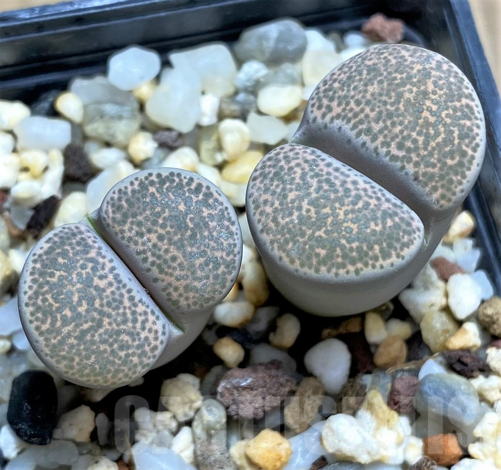 SHPR29328 Lithops terricolor